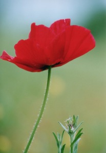 red-poppy-flowers-picture-lowres
